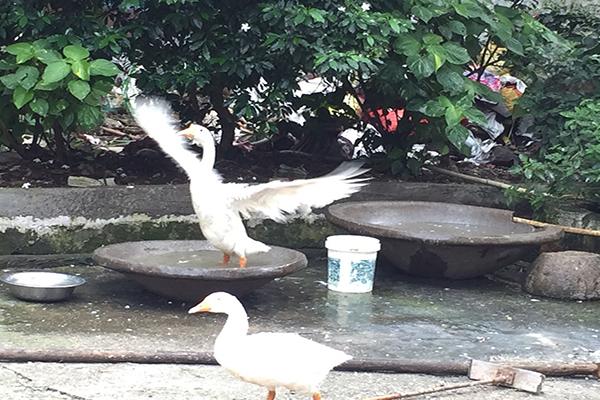 narmadeshwar mahadev mandir