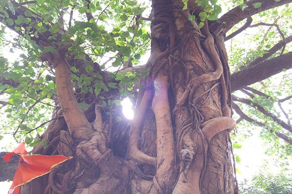 narmadeshwar mahadev mandir